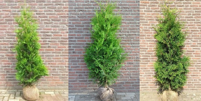 thuya_brabant_haie_vente_prix